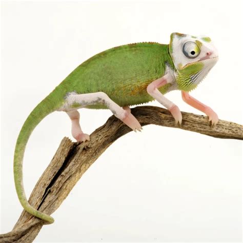 reptoids online|Exotic Reptiles For Sale .